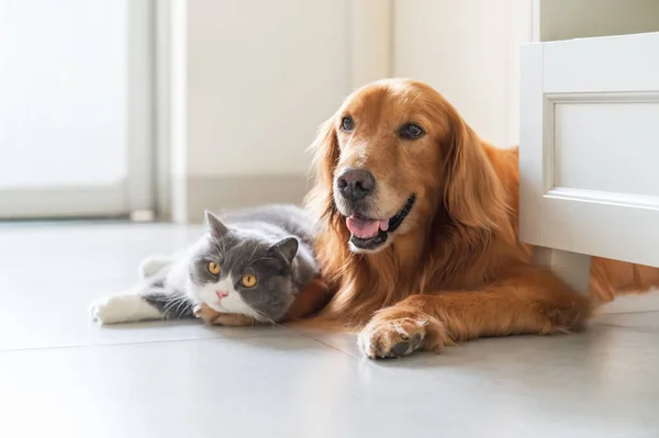 Golden Retriever British Shorthair Дружелюбны — стоковое фото