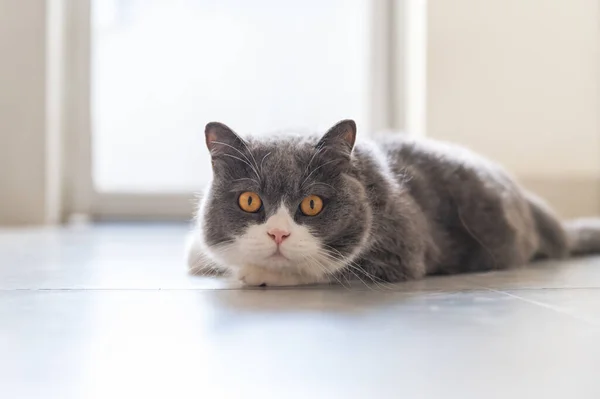 Britská Krátkosrstá Kočka Ležící Podlaze — Stock fotografie