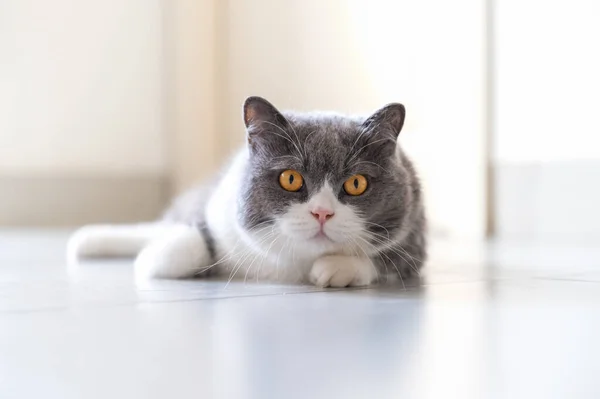 Británico Taquigrafía Gato Acostado Suelo —  Fotos de Stock