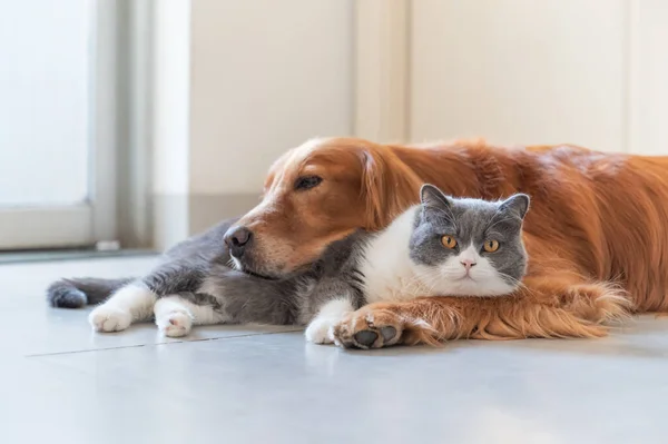 Golden Retriever Und Britisch Kurzhaar Sind Freundlich — Stockfoto