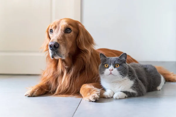 Golden Retriever Och Brittiska Stenografien Ligger Golvet — Stockfoto