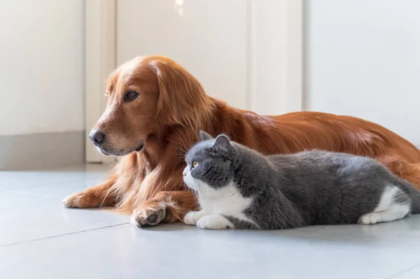 Golden Retriever Και British Shorthair Βρίσκονται Στο Πάτωμα — Φωτογραφία Αρχείου