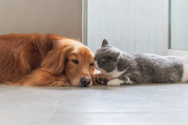 Golden Retriever British Shorthair Przyjazne — Zdjęcie stockowe