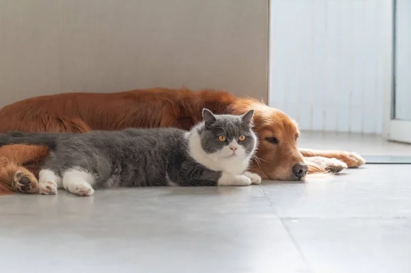 Golden Retriever British Shorthair Zijn Vriendelijk — Stockfoto