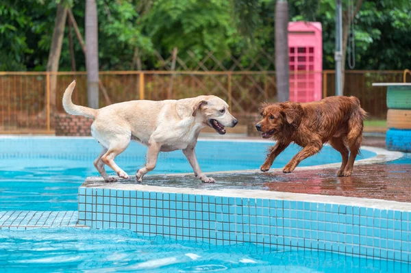 Golden retriever and labrador playing in the pool