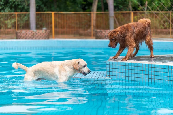 Golden retriever and labrador playing in the pool