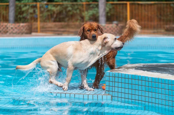 Zlatý Retrívr Labrador Hrají Bazénu — Stock fotografie