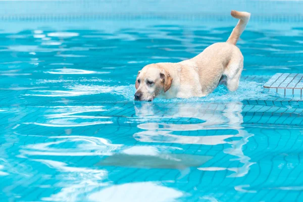 Λαμπραντόρ Σκυλί Παίζει Στην Πισίνα — Φωτογραφία Αρχείου