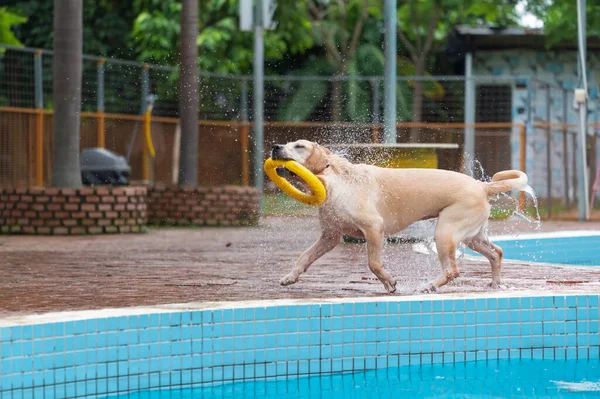 Labrador Dog Playing Pool Toy — Stock fotografie