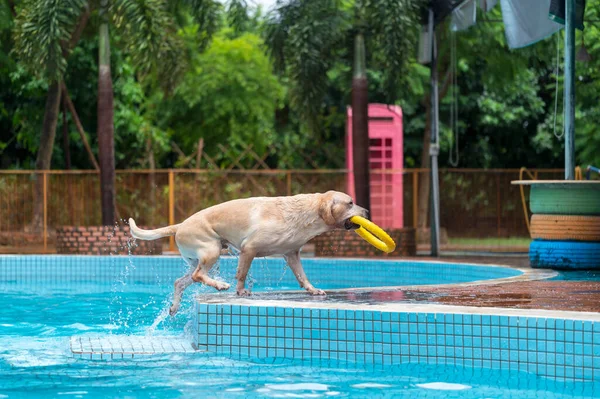 Labrador dog playing in the pool with a toy