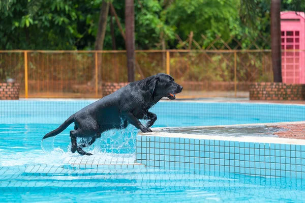 Labrador dog playing in the pool with a toy
