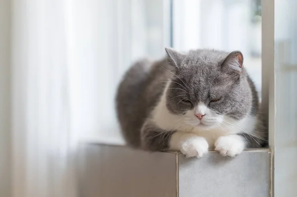 British Shorthair Cat Sleeping Windowsill — Foto de Stock