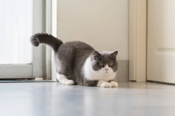 Ngiliz Kısa Boylu Kedisi Yerde Yatıyor — Stok fotoğraf