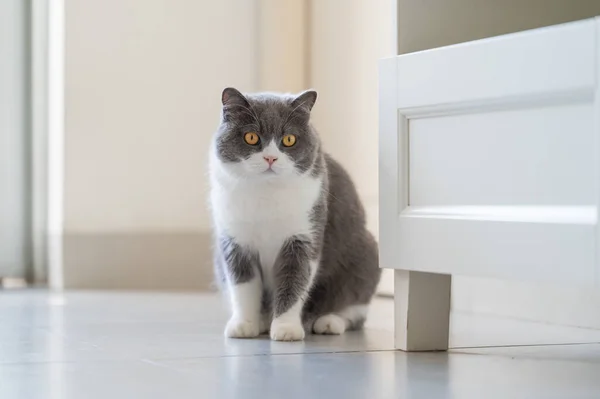 Підлозі Сидить Короткохвостий Кіт — стокове фото