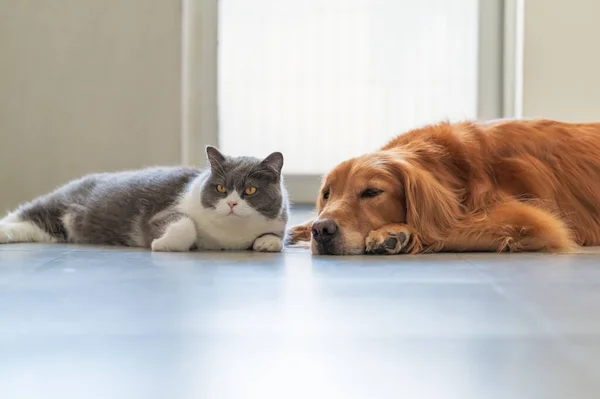 Golden Retriever British Shorthair Dosttur — Stok fotoğraf