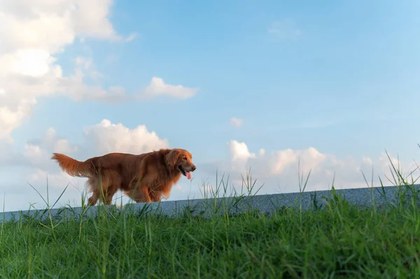 Golden Retriever standing on the grass with blue sky and white clouds in the background