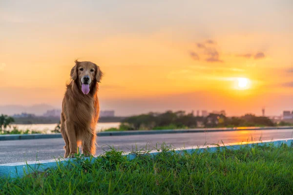 Golden Retriever standing by the path at sunset