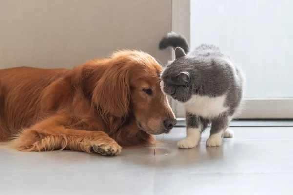 British Shorthair Cat Rubs Head Golden Retriever — ストック写真