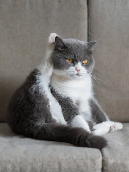 British Shorthair Cat Sitting Sofa Back Legs — Stockfoto