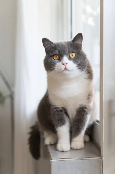 British Shorthair Cat Sitting Windowsill — Stock Photo, Image