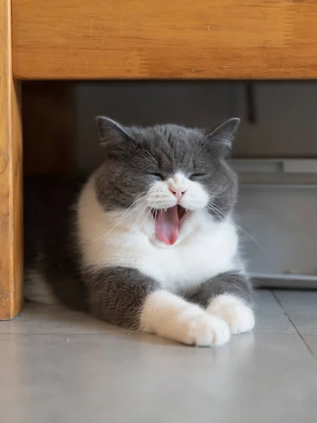 British Shorthair Cat Yawns Table — Φωτογραφία Αρχείου