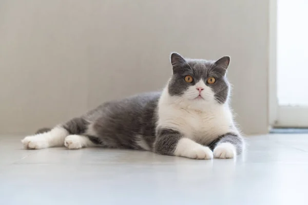 Británico Taquigrafía Gato Acostado Suelo — Foto de Stock