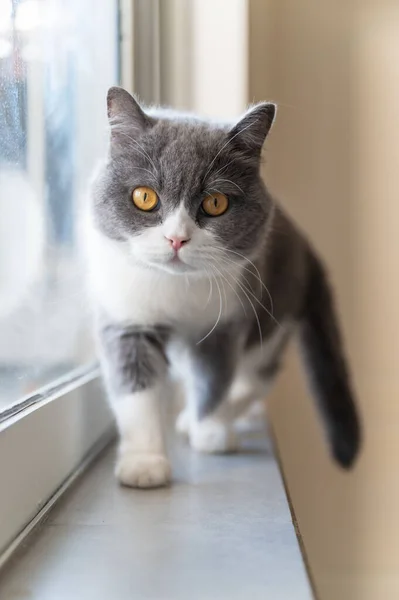 Britânico Gato Shorthair Olhando Para Câmera — Fotografia de Stock