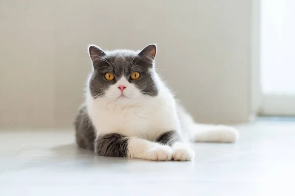 Британський Короткохвостий Кіт Лежить Підлозі — стокове фото
