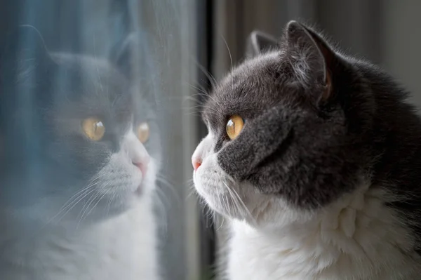 British Shorthair Cat Looking Out Window Its Own Reflection Glass — 图库照片