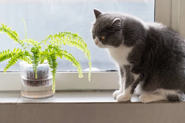 British Shorthair Cat Sitting Windowsill Ferns — Fotografia de Stock