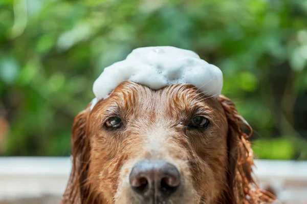 Golden Retriever Taking Bath Foam Top His Head — Fotografia de Stock