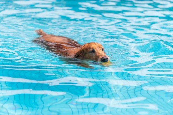 Golden Retriever Plavání Bazénu — Stock fotografie