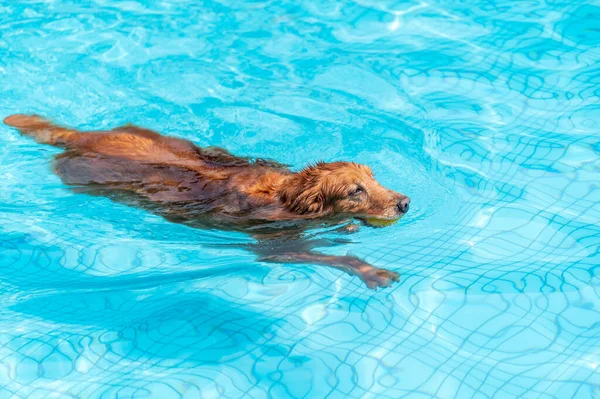 Golden Retriever Κολύμπι Στην Πισίνα — Φωτογραφία Αρχείου
