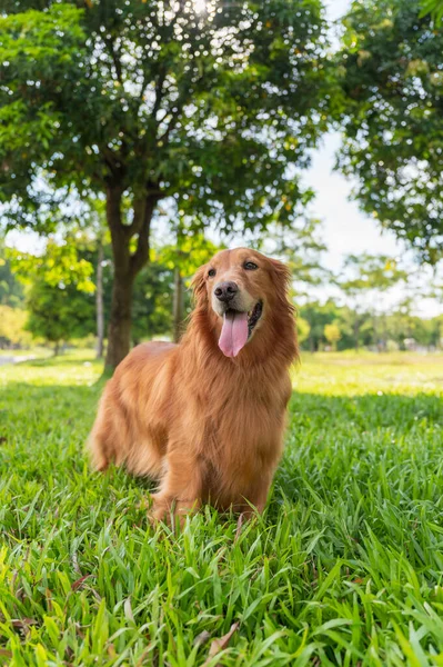 Golden Retriever Jugando Hierba — Foto de Stock