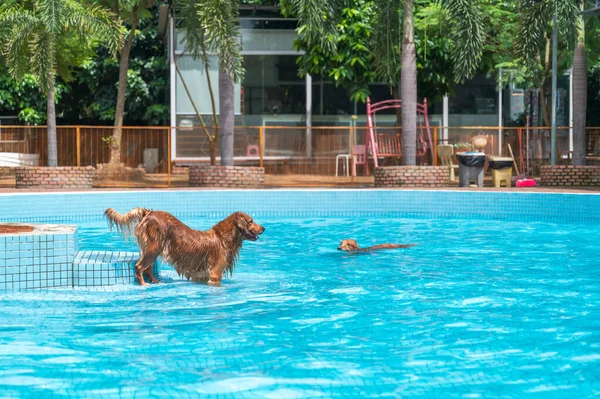 Two Golden Retrievers Play Pool — Stock Photo, Image