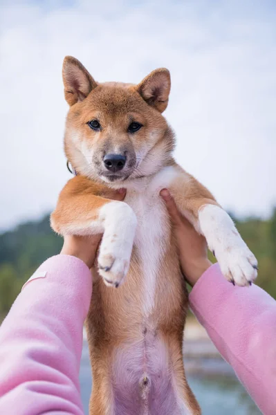 Holding Shiba Inu Both Hands — Stockfoto