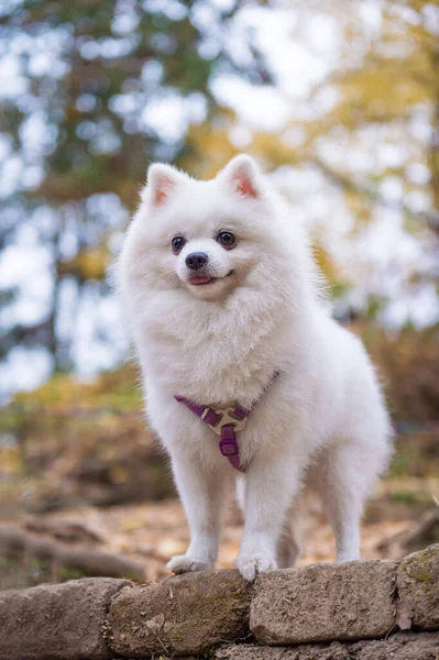 Cute White Pomeranian Outdoors — Fotografia de Stock