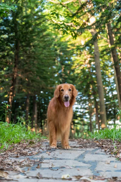 Golden Retriever walking in the park