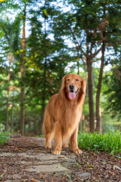 Golden Retriever Caminhando Parque — Fotografia de Stock