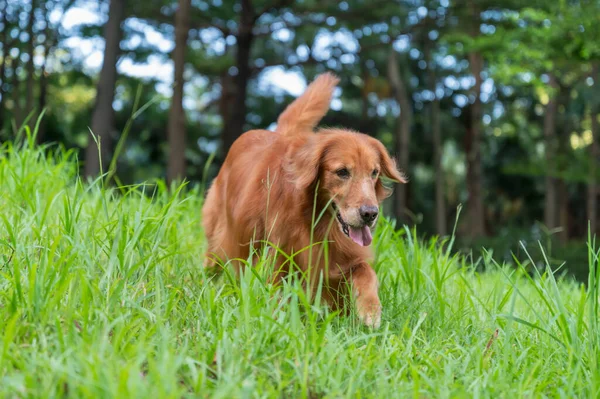 Golden Retriever walking in the park