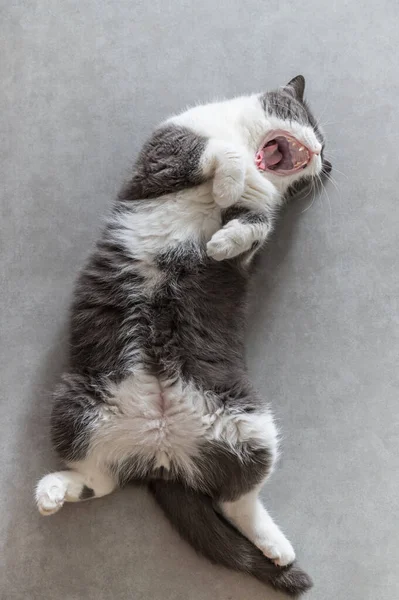 Britânico Gato Shorthair Deitado Chão Bocejo — Fotografia de Stock