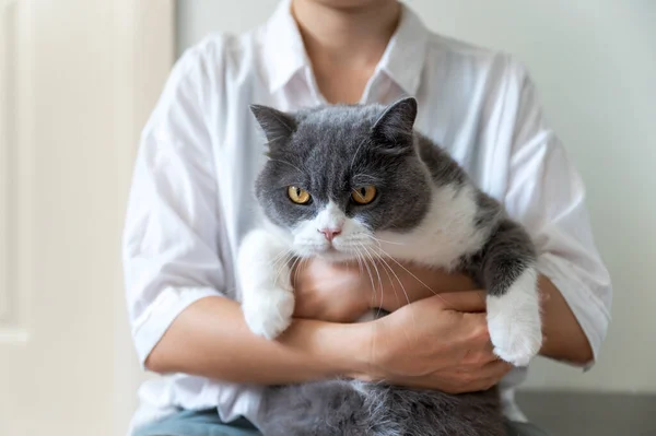 Hands Holding British Shorthair Cat — Stok fotoğraf