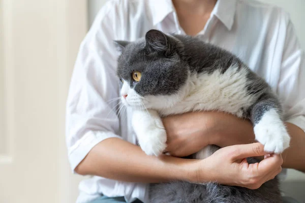 Hands Holding British Shorthair Cat — Fotografia de Stock