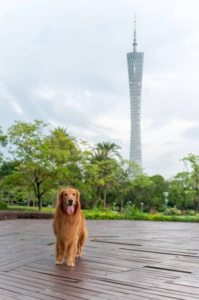 Golden Retriever Spacerujący Parku — Zdjęcie stockowe