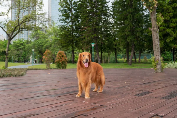 Golden Retriever Caminhando Parque — Fotografia de Stock