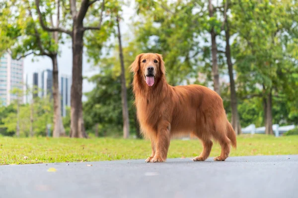 Golden Retriever Walking Park — Stock Photo, Image