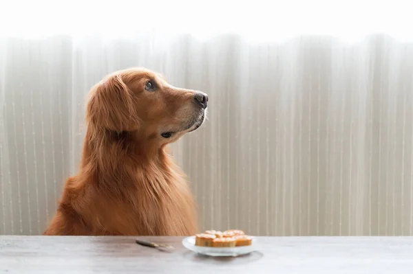 The golden retriever waits for food at the table