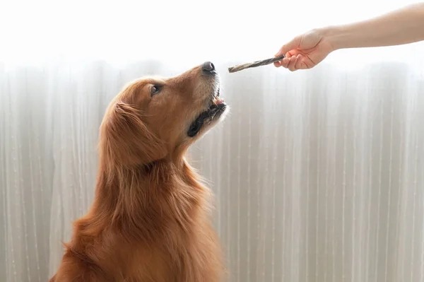 Hand Food Golden Retriever — Stock Photo, Image