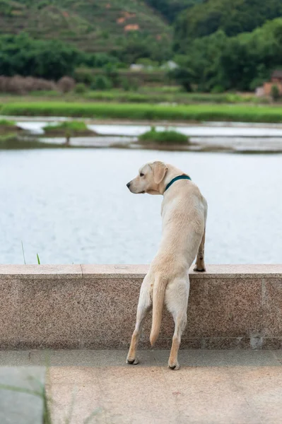 Labrador Dog Lying Fence Lake — Fotografia de Stock