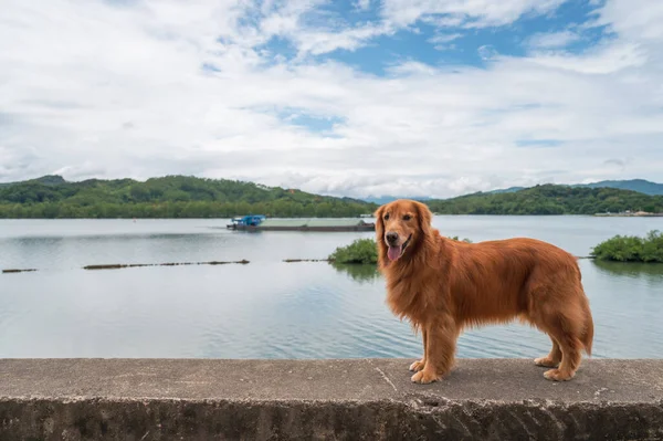 Golden Retriever Pie Junto Lago — Foto de Stock